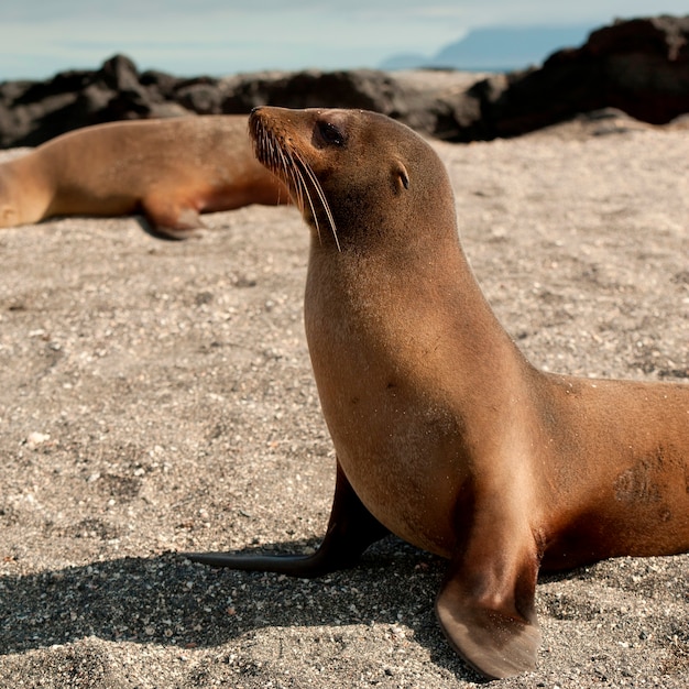 Galapagos sea lions (zalophus californianus wollebacki), punta\
espinoza, fernandina island, galapagos islands, ecuador