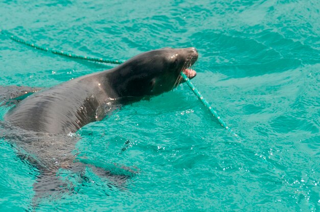 Galapagos sea lions (zalophus californianus wollebacki), san\
cristobal island, galapagos islands, ecuador