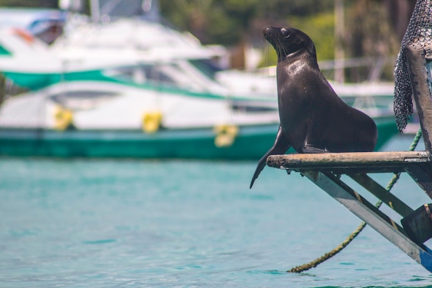 Galapagos sea wolf