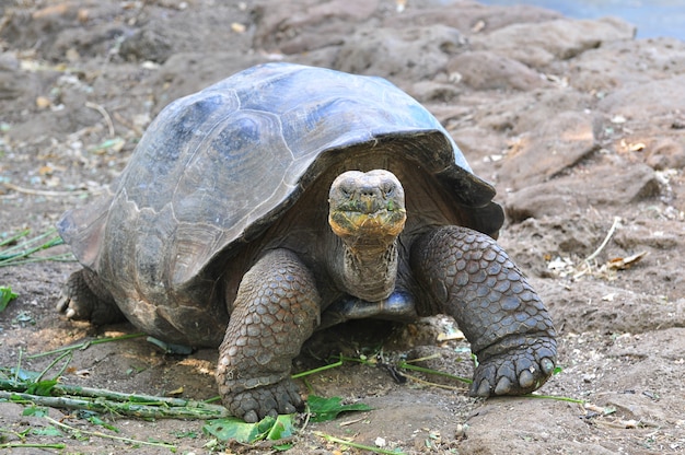 ガラパゴスゾウガメ