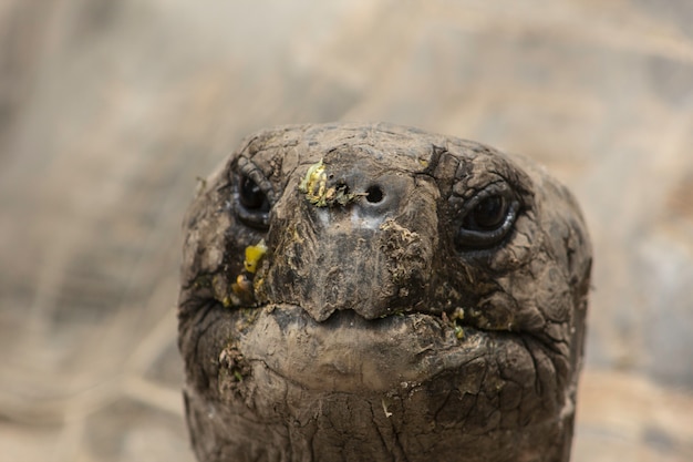 ガラパゴスのカメ