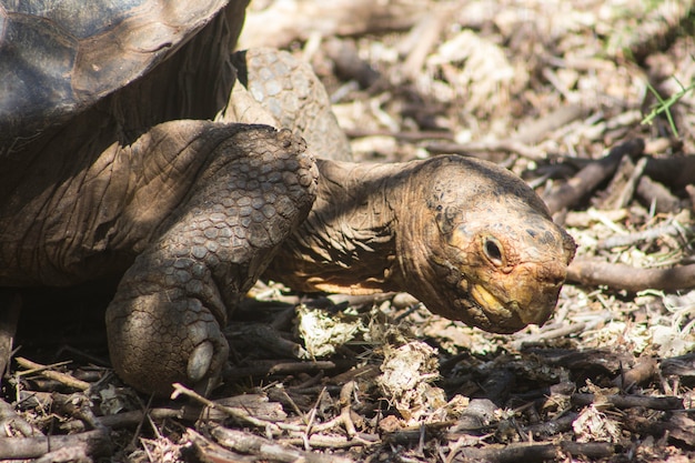 Galapagos tortuosie