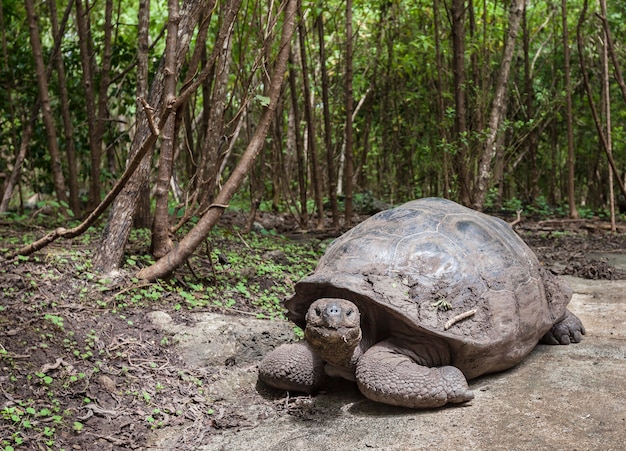 Galapagos turtle  Floreana island green forest