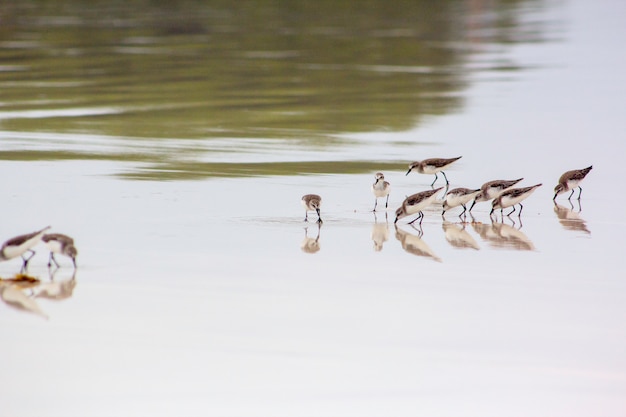 Foto fauna delle galapagos