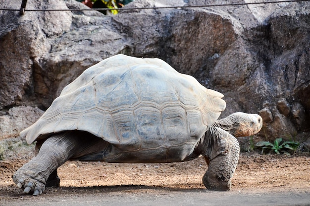 Galapgos Earth Tortoise Turtle