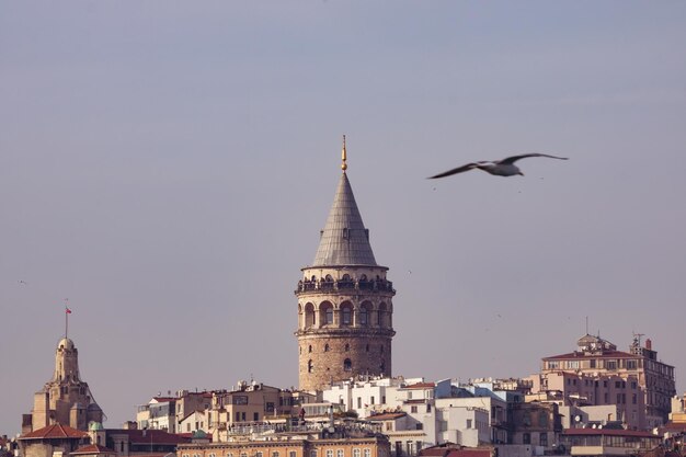 Photo galata tower and seagull