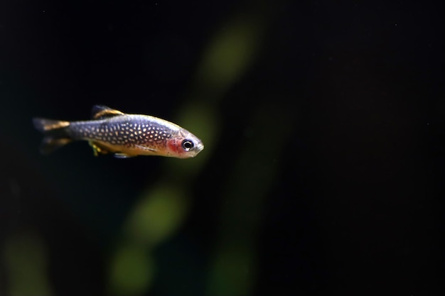 Галактическая расбора пресноводная рыба Danio margaritatus