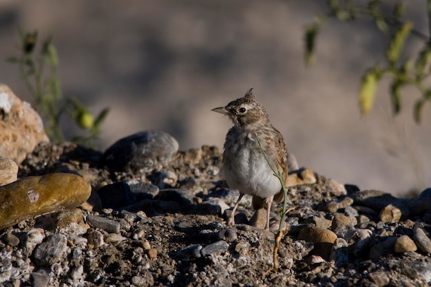 Galerida cristata - Cogujada обыкновенная - это вид птиц из семейства Alaudidae.