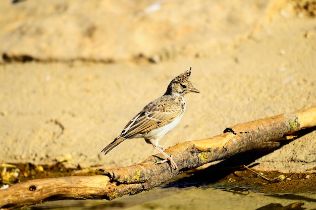 Galerida cristata - The common cogujada is a species of bird in the Alaudidae family. 