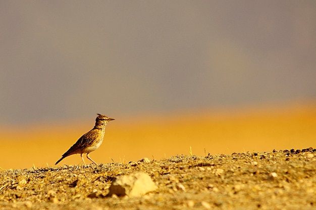 Galerida cristata-一般的なコグジャダは、ヒバリ科の鳥の一種です。