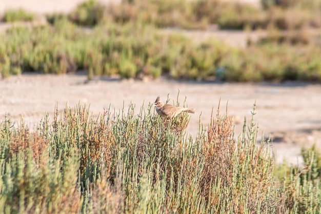 Galerida Cristata Crested Lark Perched on Green Plants