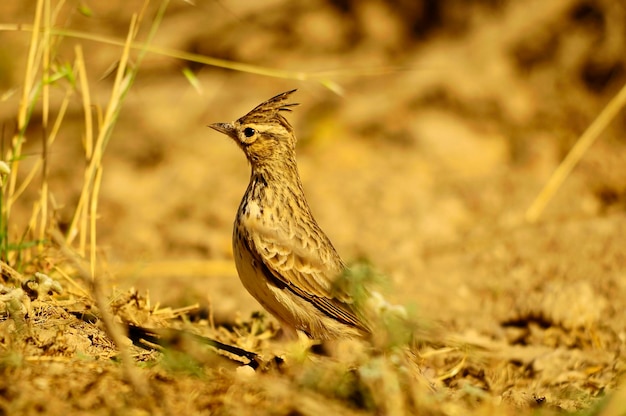 Galerida cristata de gewone cogujada is een zangvogel uit de familie alaudidae