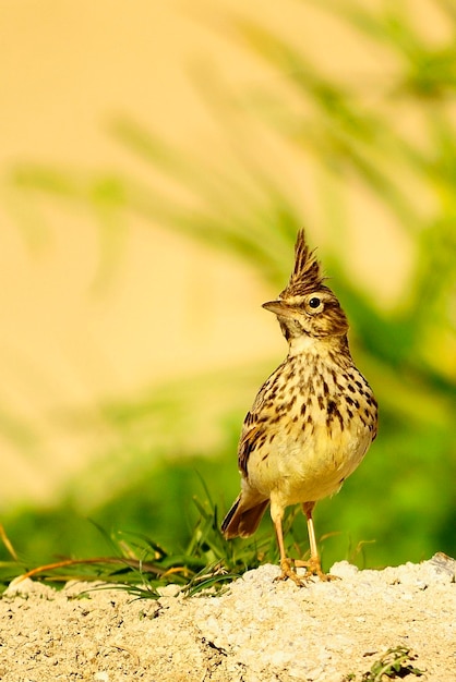 Galerida cristata de gewone cogujada is een zangvogel uit de familie alaudidae