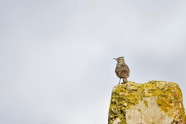 Galerida theklae - De montesina cogujada is een vogel uit de familie Alaudidae