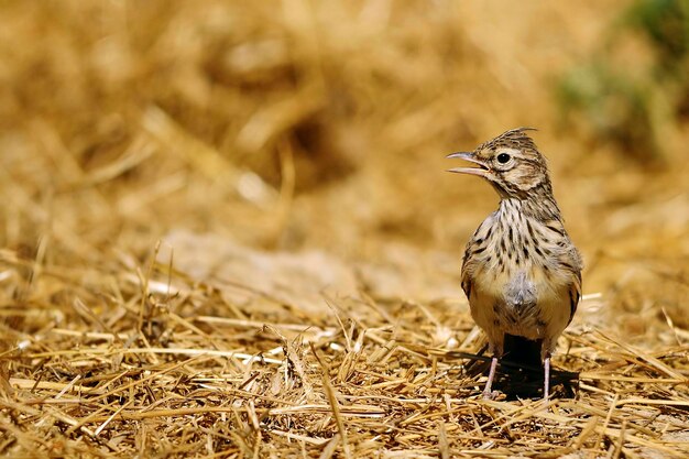 Galerida theklae-montesina cogujadaは、ヒバリ科の鳥の一種です。