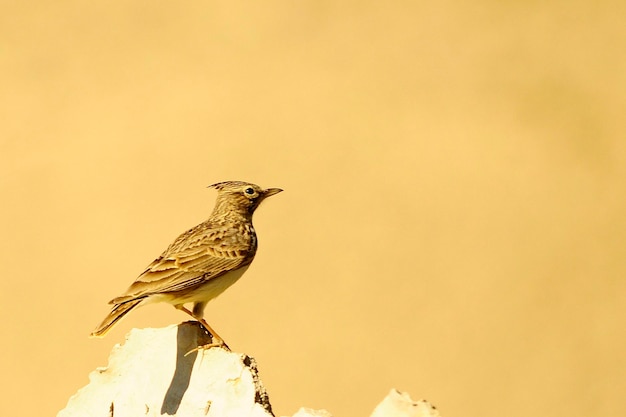 Galerida theklae - The montesina cogujada is a species of bird in the Alaudidae family 