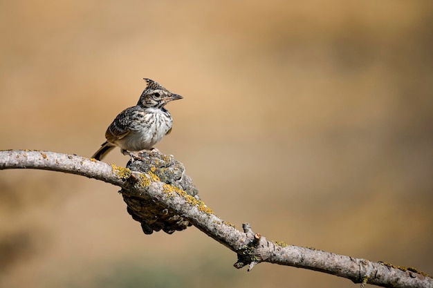 Galerida theklae of bergleeuwerik is een zangvogel uit de familie alaudidae