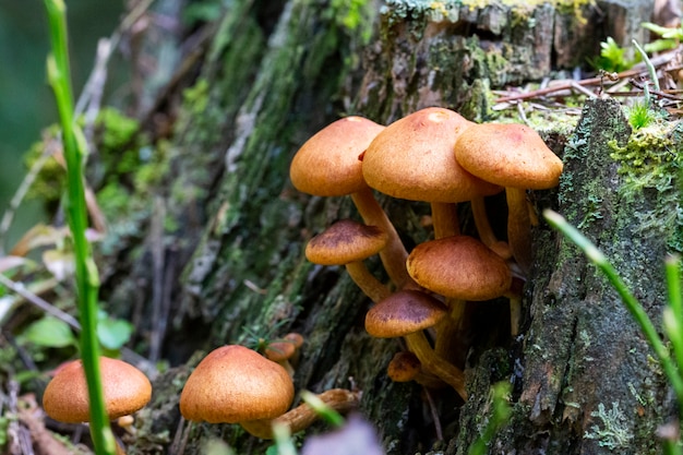 Galerina marginata is dodelijk giftige paddenstoel, oktober