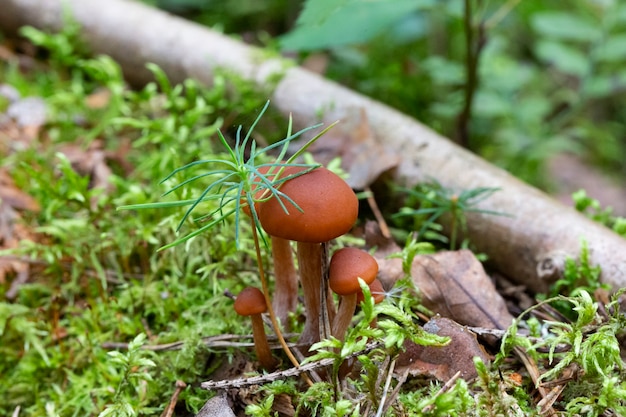 Galerina marginata is dodelijk giftige paddenstoel, oktober