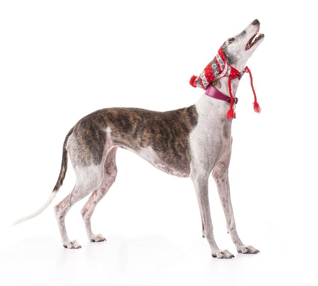 Galga espanol for the Christmas holidays in studio on white background