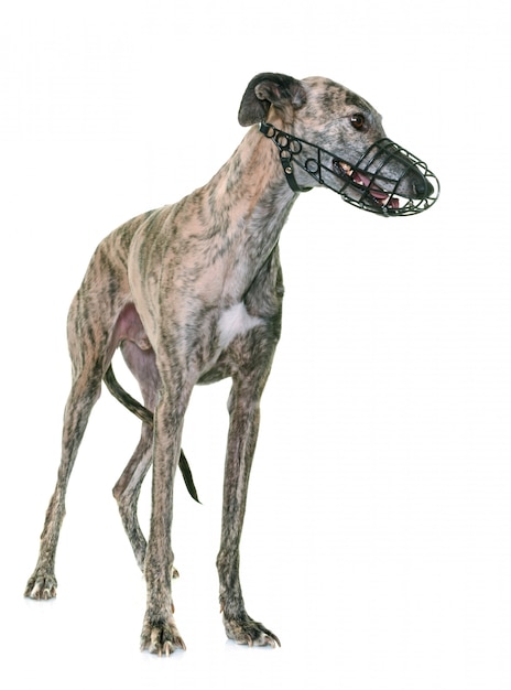 galgo espanol en snuit