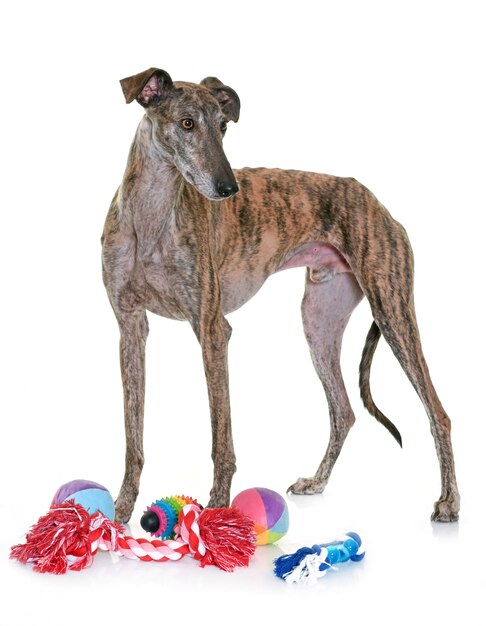 Galgo espanol