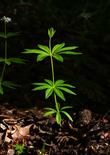 Galium odoratum bos geurende bloemen