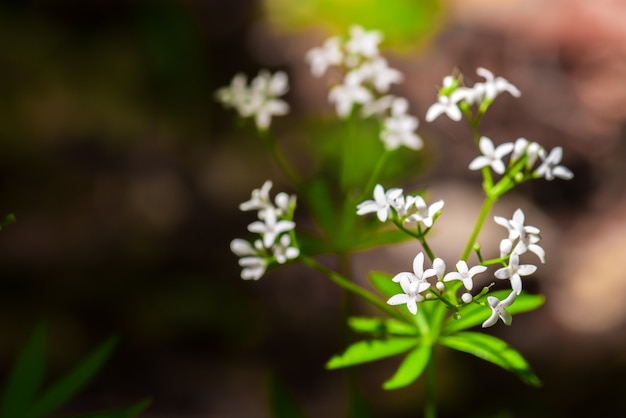 Galium odoratum лесные ароматные цветы