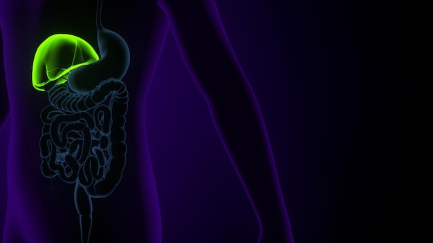 Gall Bladder Human Digestive System Anatomy 3d illustration