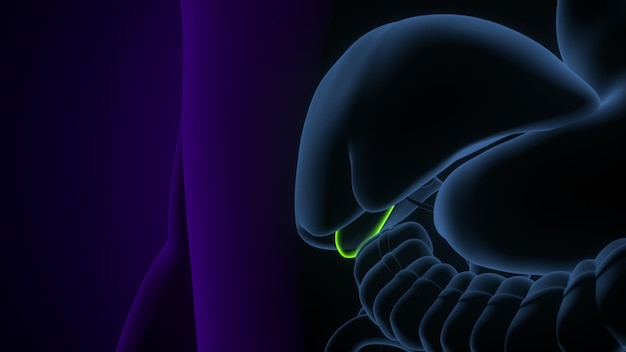 gall bladder human digestive system anatomy 3d illustration