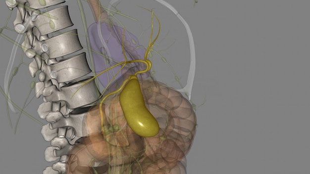 gallbladder is a small pearshaped organ on the right side of your abdomen just beneath your liver