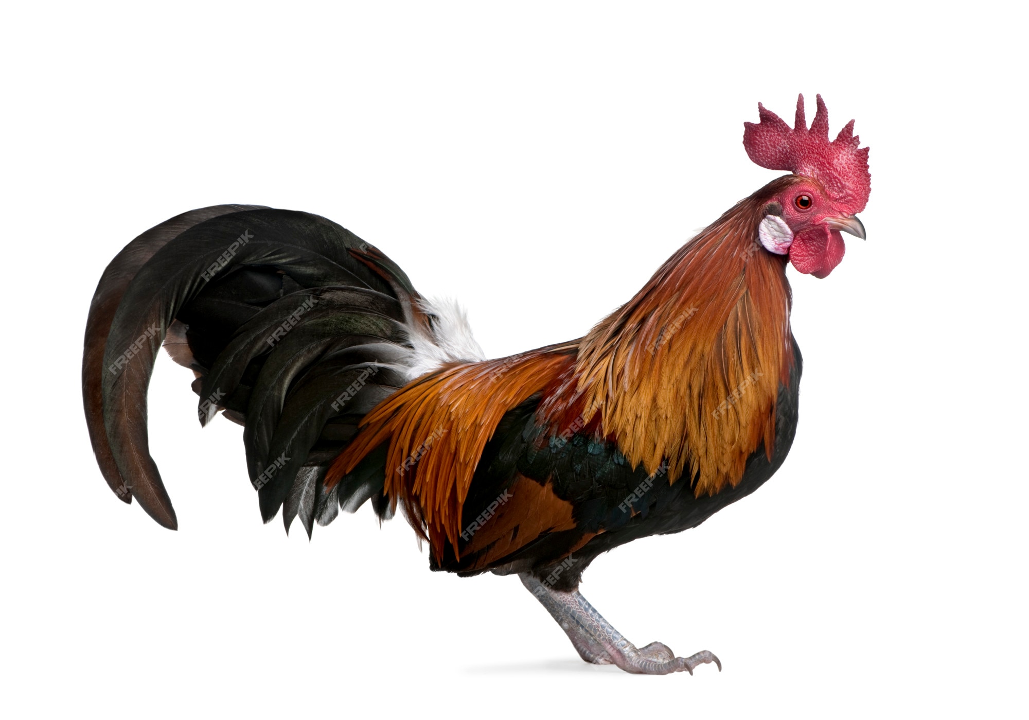 Premium Photo | Gallic rooster on a white isolated Premium Photo | Gallic rooster on a white isolated