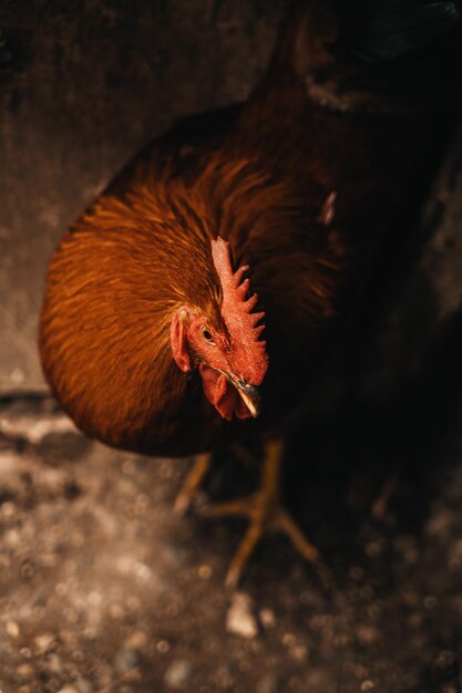 Foto gallo mañanero