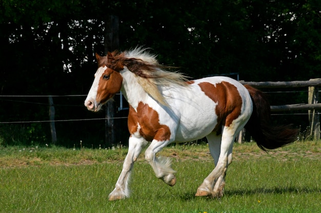 질주하는 아일랜드 팅커 말 아일랜드 팅커 암말 Equus przewalskii f caballus