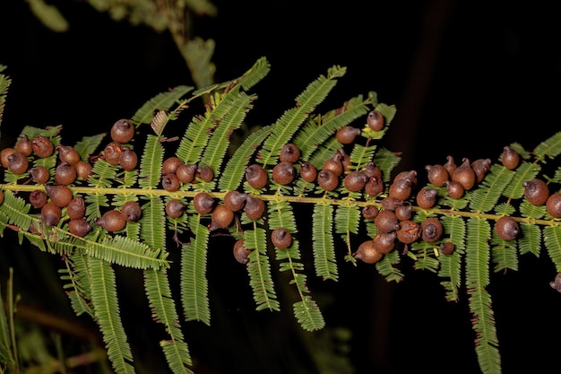 Galls on a leaf of a dicotyledonous tree