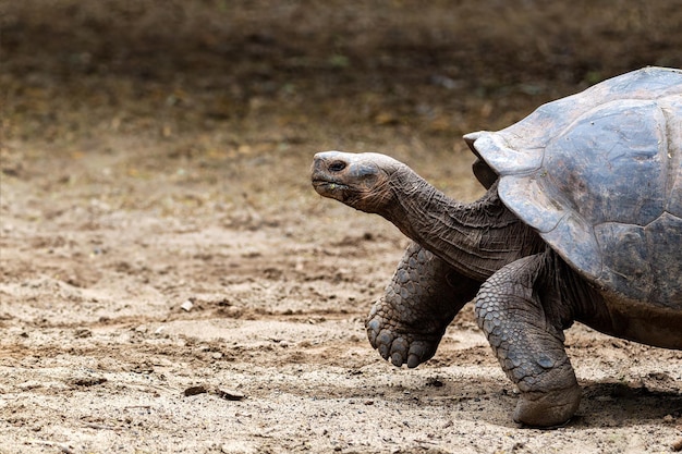 Foto la tartaruga del galpagos o tartaruga gigante del galpagos, chelonoidis niger, tartaruga