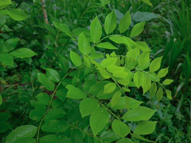 Gamal tree or Gliricidia Sepium