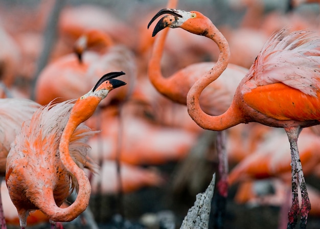Game two adults of the Caribbean flamingo. Cuba. Reserve Rio MaximÃÂ°.