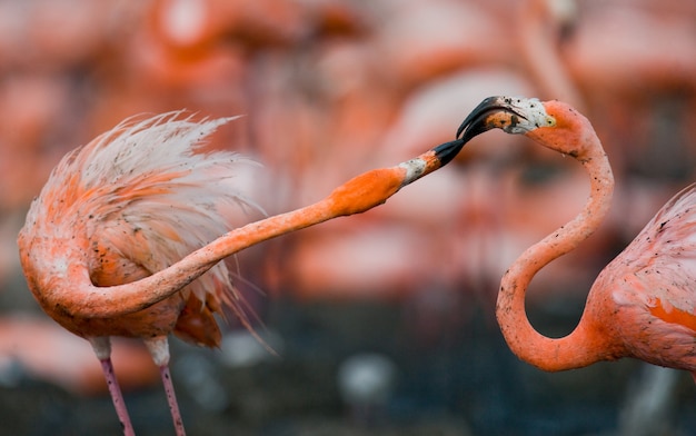 Game two adults of the Caribbean flamingo. Cuba. Reserve Rio MaximÃÂ°.