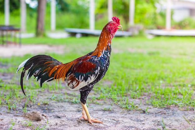 Photo gamecock, fighting cock