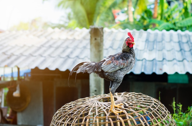 Gamecock op de kooi