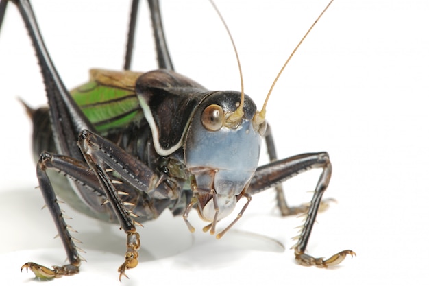 Foto gampsocleis gratiosa, nome locale in guoguo cinese