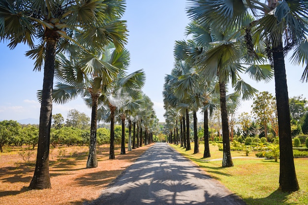Gang met palmboom in de tropische zomer. weg en palm versieren tuin en groen blad