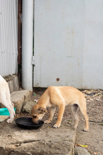 野良犬の一団。ホームレス問題。