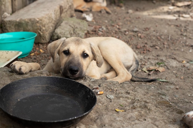 A gang of stray dogs.Homeless animal problem.