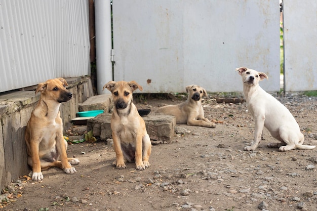 A gang of stray dogs.Homeless animal problem.