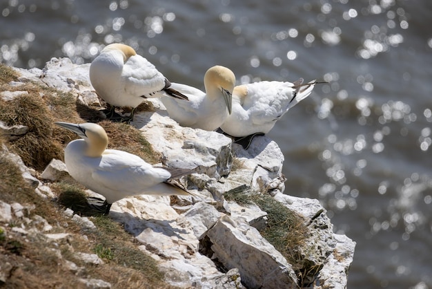 요크셔의 Bempton Cliffs에서 Gannets Morus Bassanus