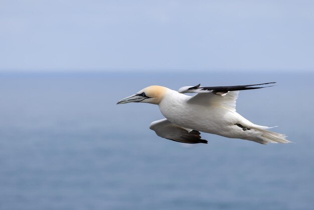 요크셔의 Bempton Cliffs에서 비행 중인 Gannets Morus Bassanus