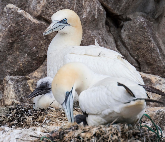 Gannets op de rots