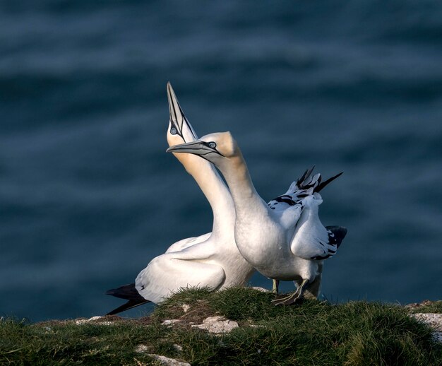 Gannets op gras tegen de zee